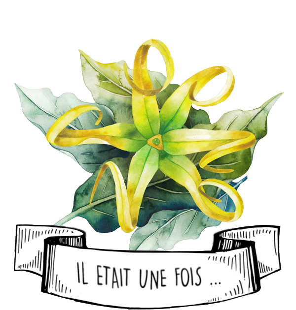 Olyaris - L'Huile essentielle d'Ylang ylang : Tout savoir